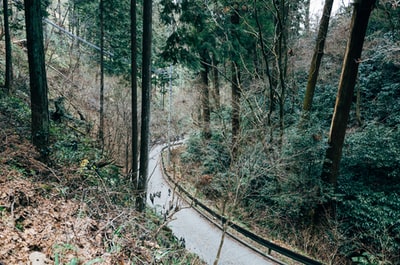 白天绿树之间的灰色混凝土道路
